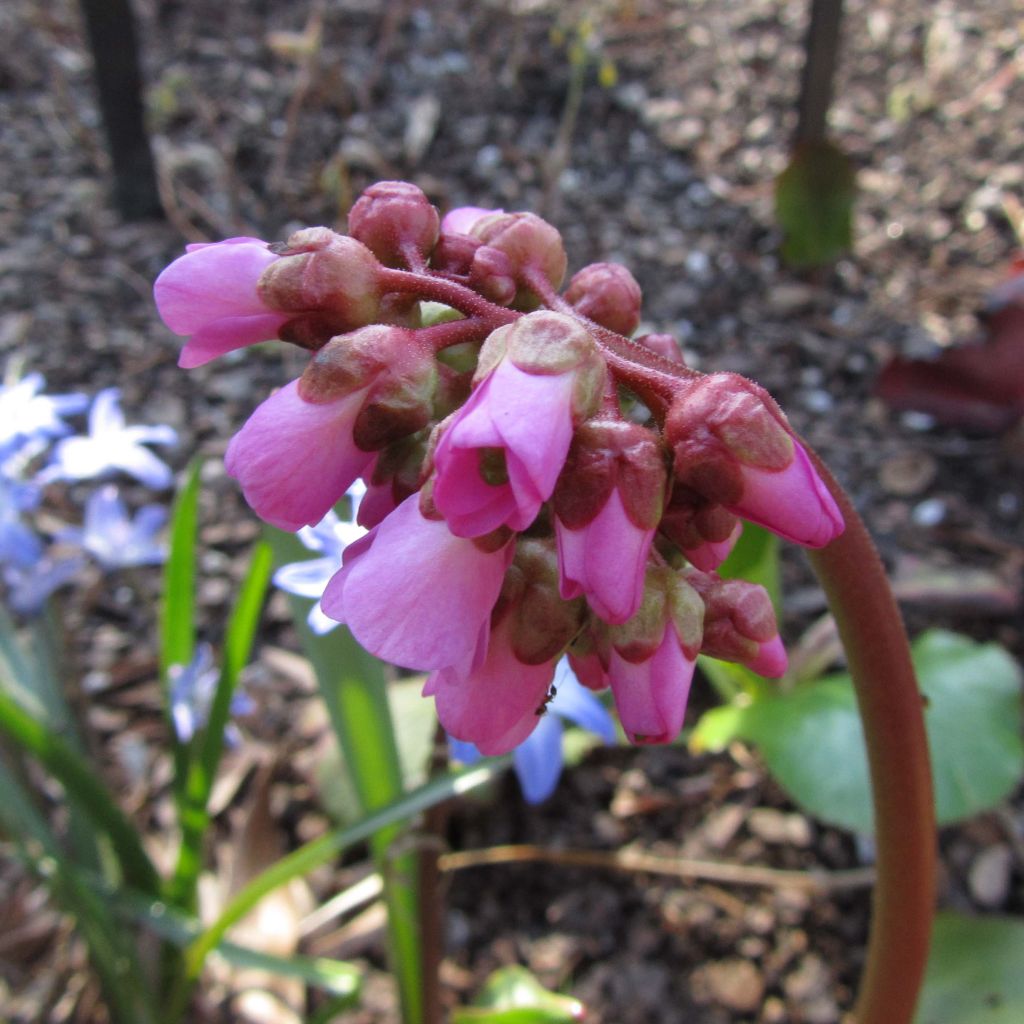 Bergenia Eden's Magic Giant - Plante des savetiers