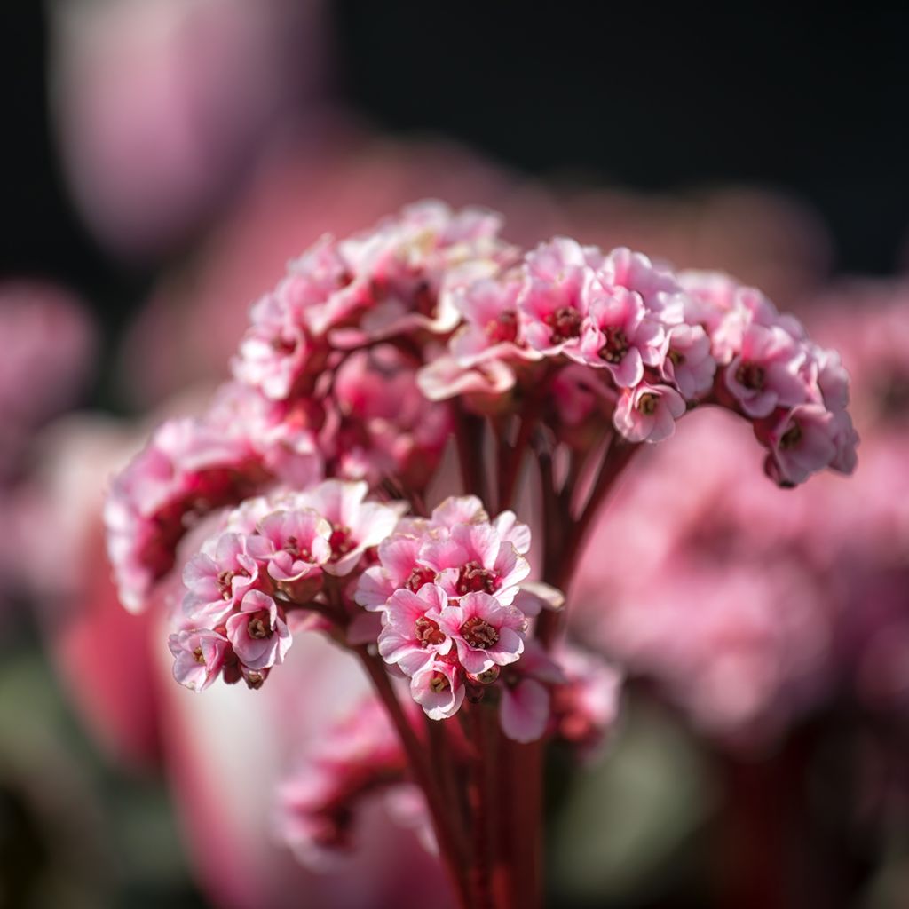 Bergenia Edens Magic Giant - Elephant's Ears