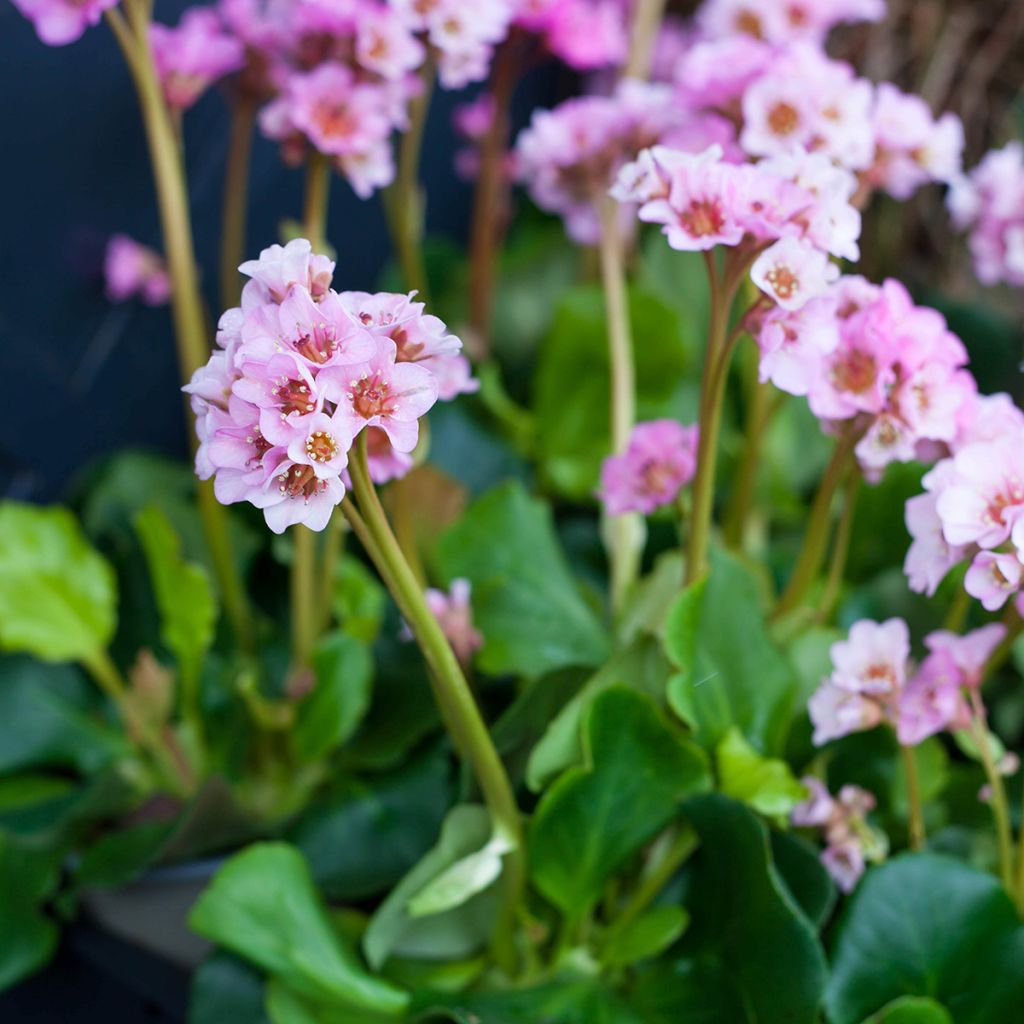 Bergenia Baby Doll - Elephant's Ears