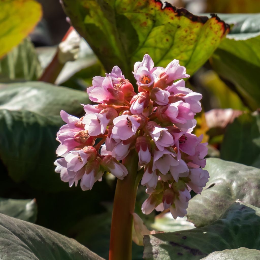 Bergenia Baby Doll - Elephant's Ears