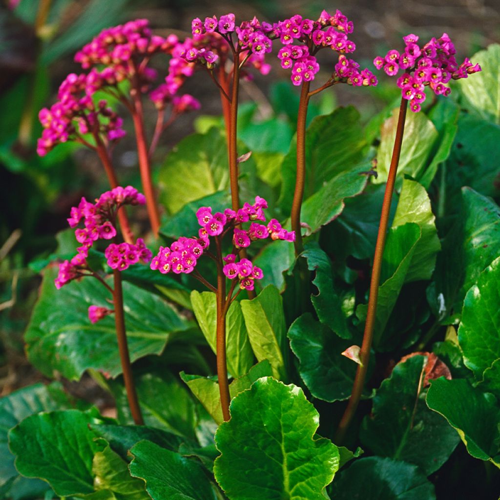 Bergenia cordifolia Morgenrote - Elephant's Ears