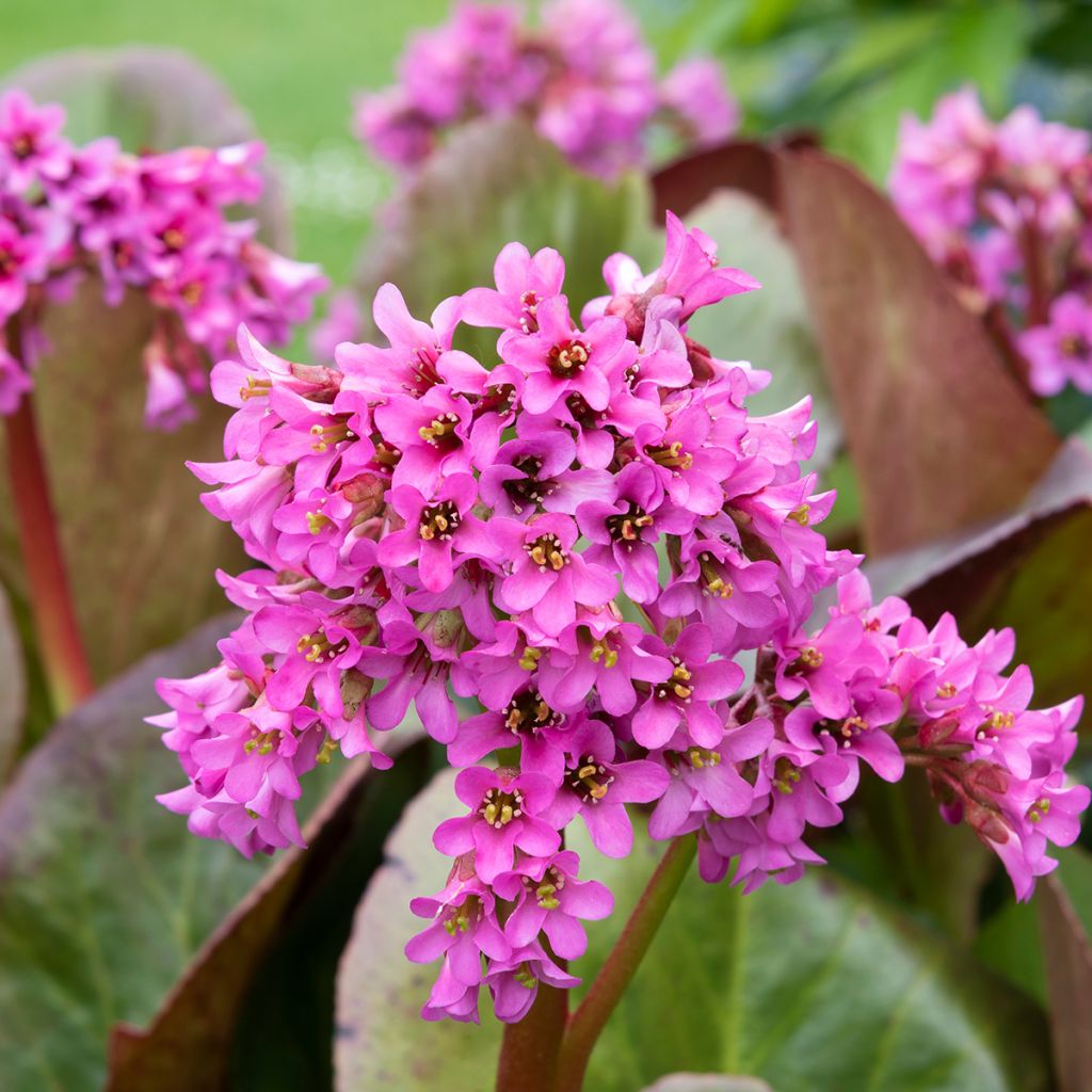 Bergenia cordifolia Morgenrote - Elephant's Ears