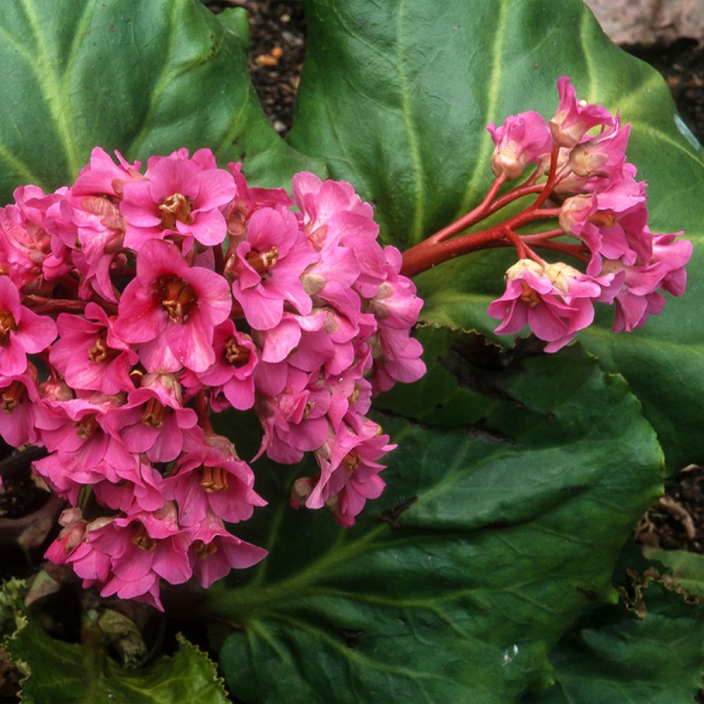 Bergenia cordifolia Morgenrote - Elephant's Ears