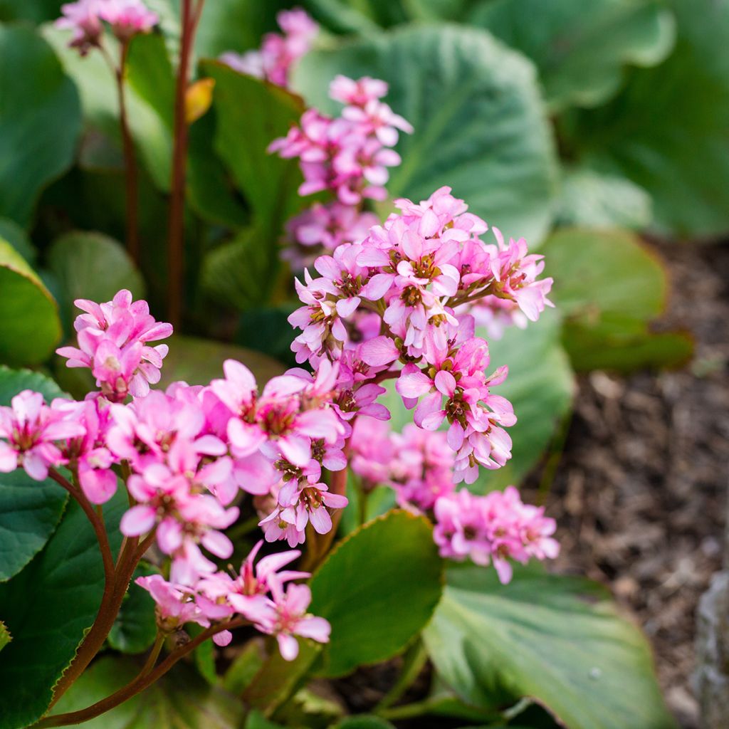 Bergenia cordifolia Rotblum - Elephant's Ears