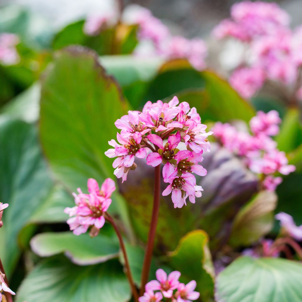 Bergenia cordifolia Rotblum - Elephant's Ears