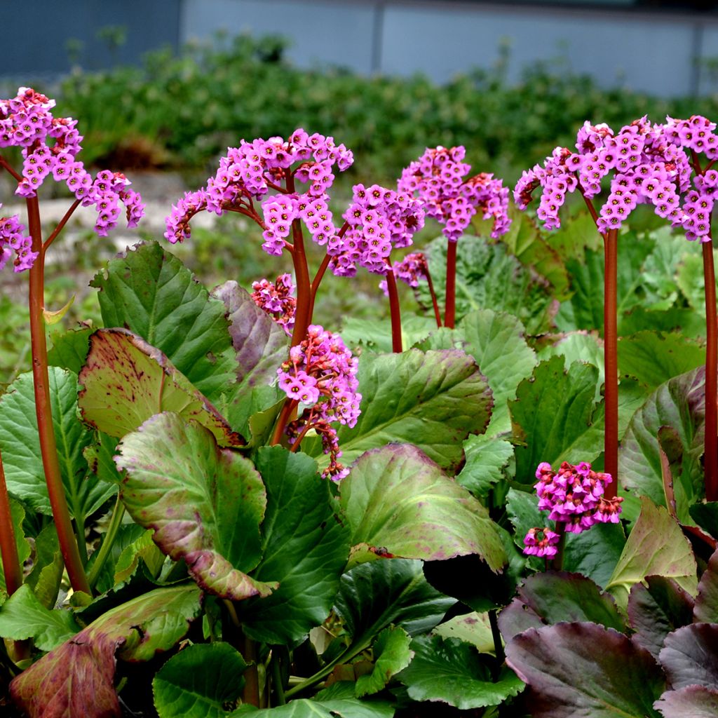 Bergenia cordifolia Rotblum - Elephant's Ears