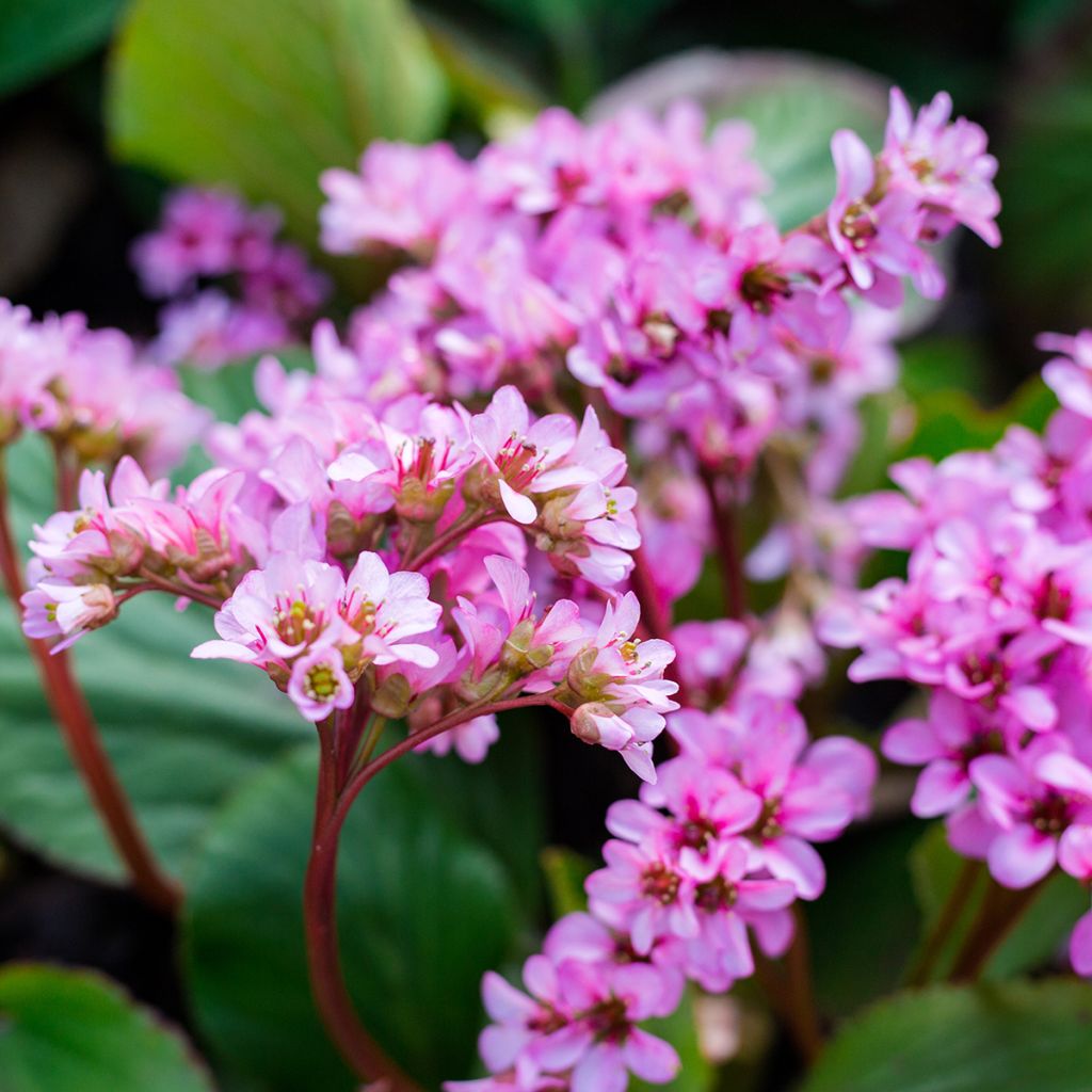 Bergenia cordifolia Rotblum - Elephant's Ears