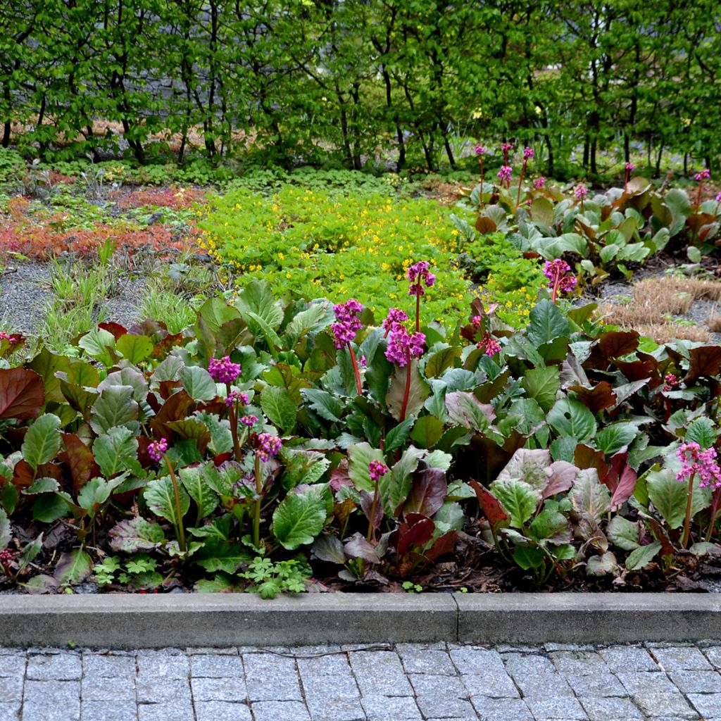 Bergenia cordifolia Rotblum - Elephant's Ears