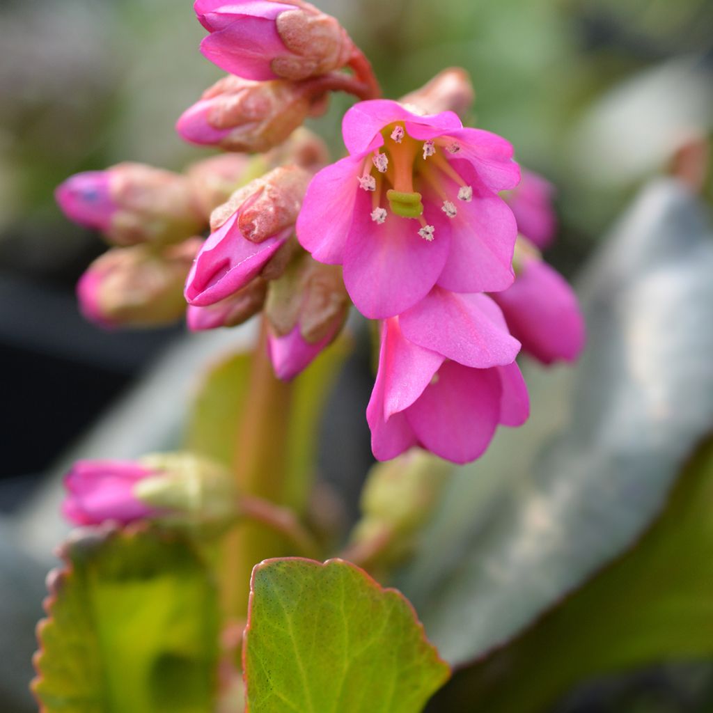 Bergenia Winterglut - Elephant's Ears