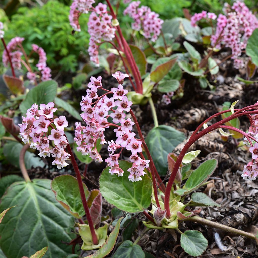 Bergenia ciliata - Elephant's Ears