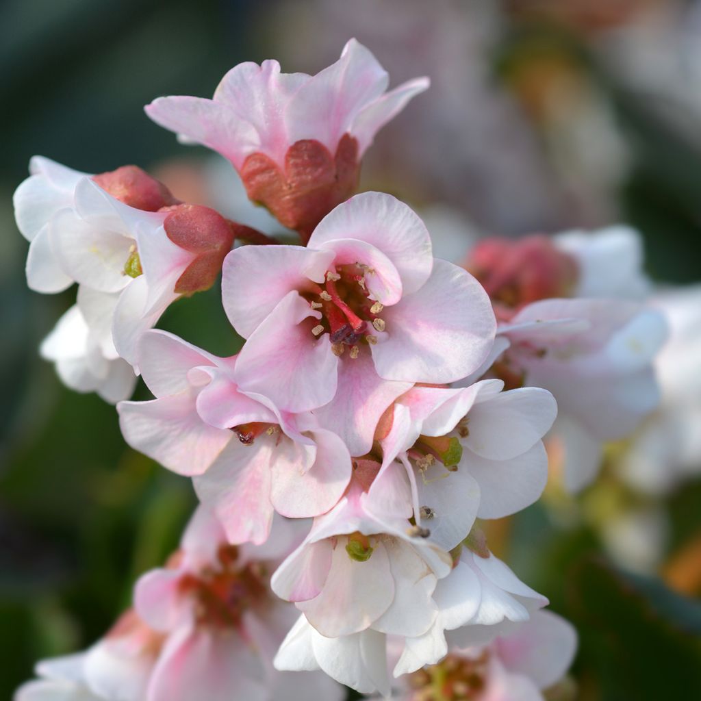 Bergenia Harzkristall - Elephant's Ears