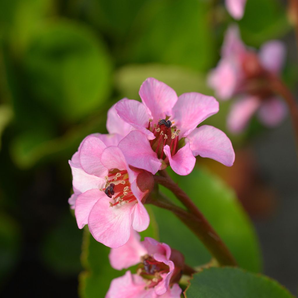 Bergenia Harzkristall - Elephant's Ears