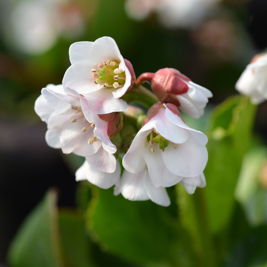 Bergenia Harzkristall - Elephant's Ears