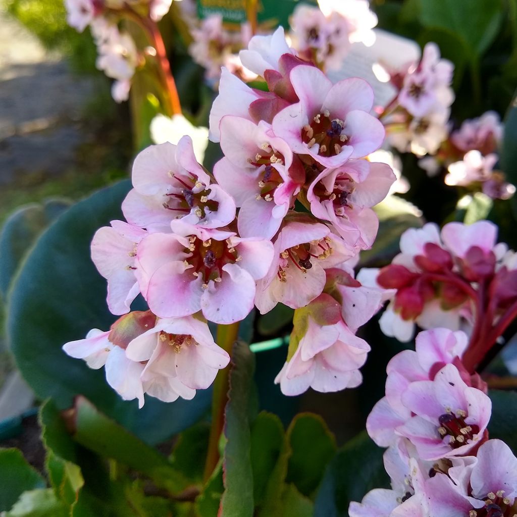 Bergenia Harzkristall - Elephant's Ears