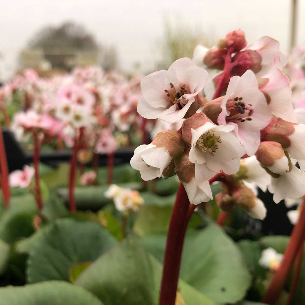 Bergenia hybride Harzkristall