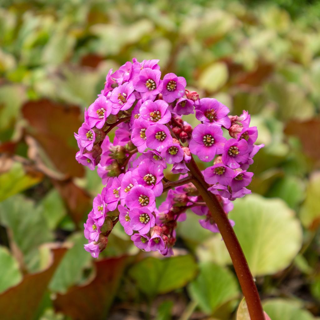 Bergenia purpurascens - Pigsqueak