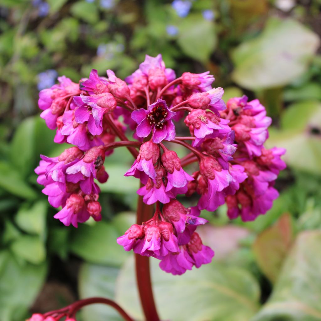 Bergenia purpurascens - Pigsqueak