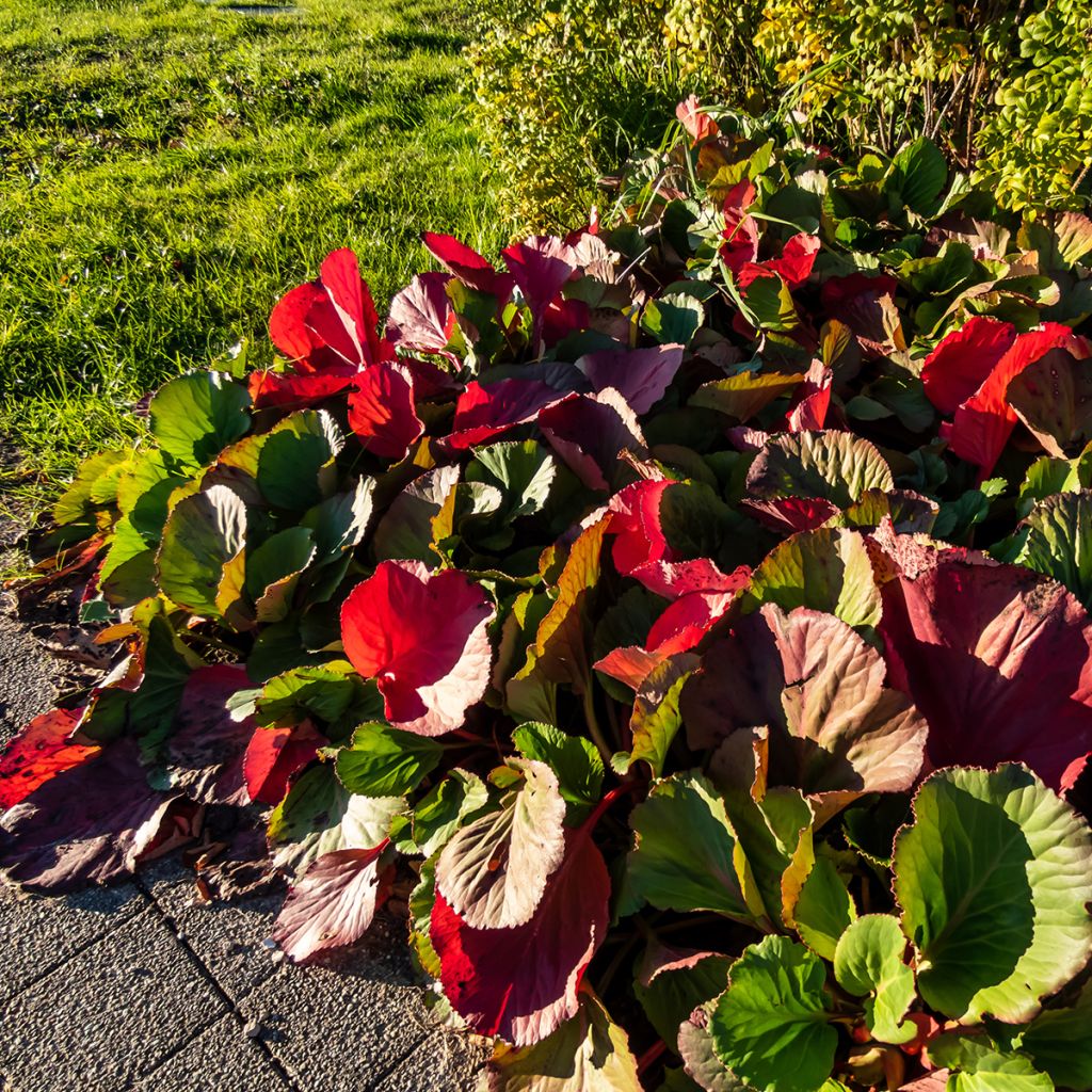 Bergenia purpurascens - Pigsqueak