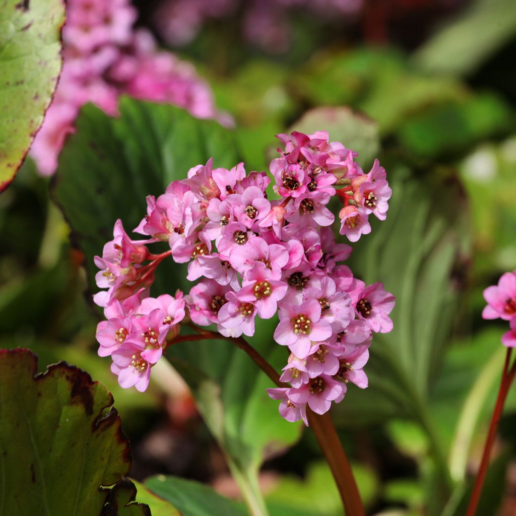 Bergenia x schmidtii - Elephant's Ears