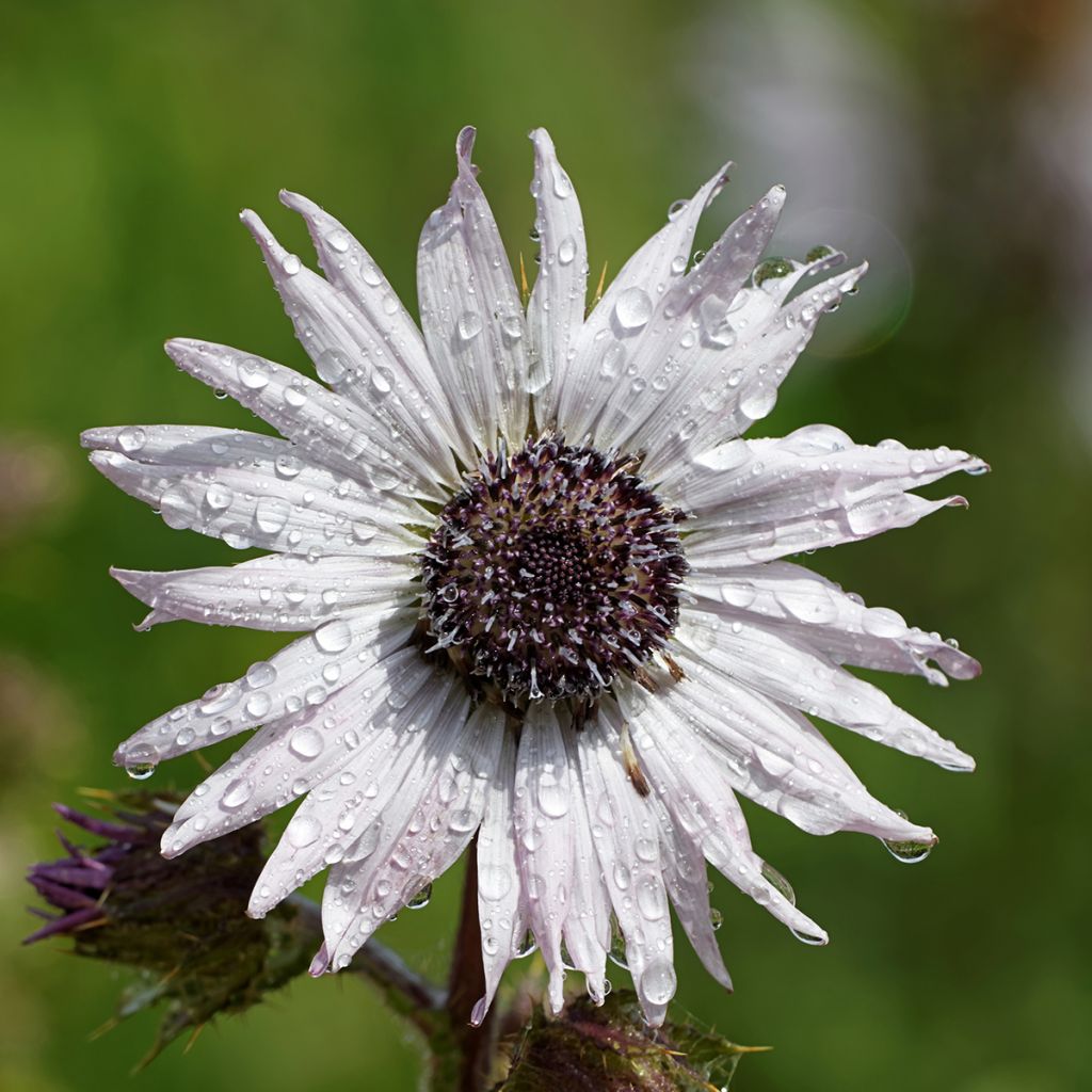 Berkheya purpurea