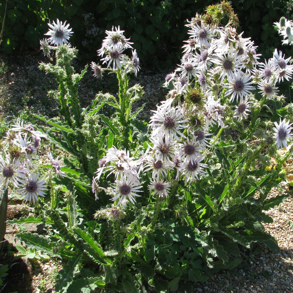 Berkheya purpurea