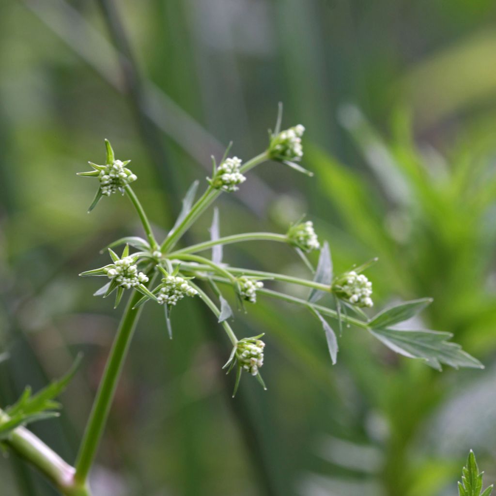 Berula erecta - Berle dressée, Cresson sauvage