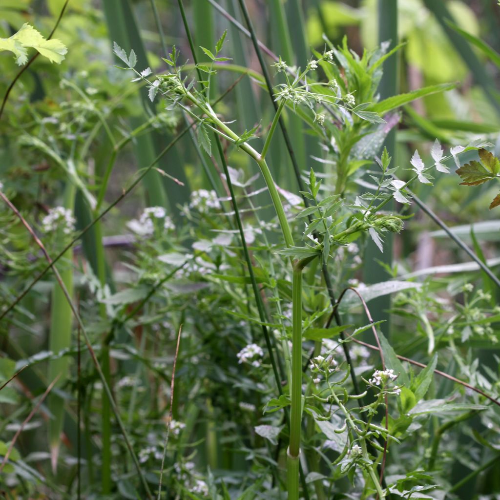 Berula erecta - Berle dressée, Cresson sauvage