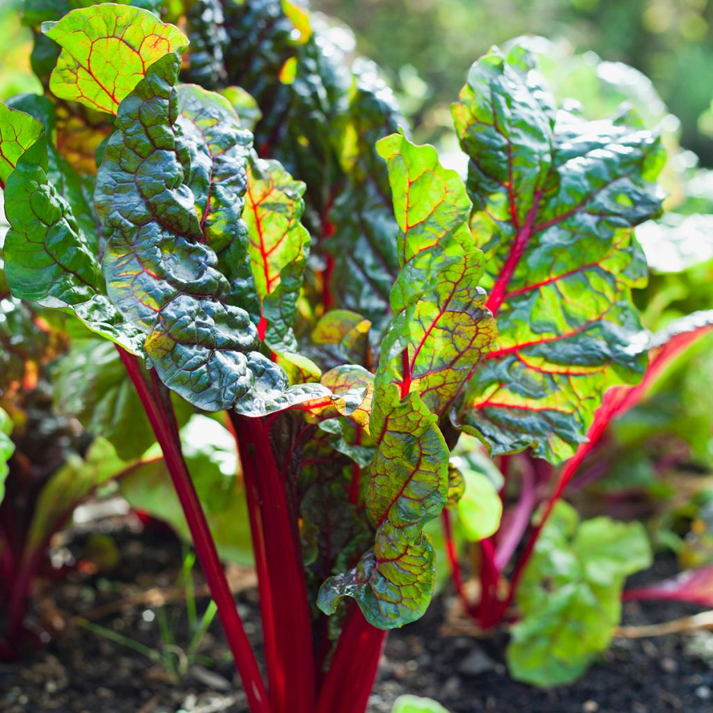Swiss Chard Fantasy