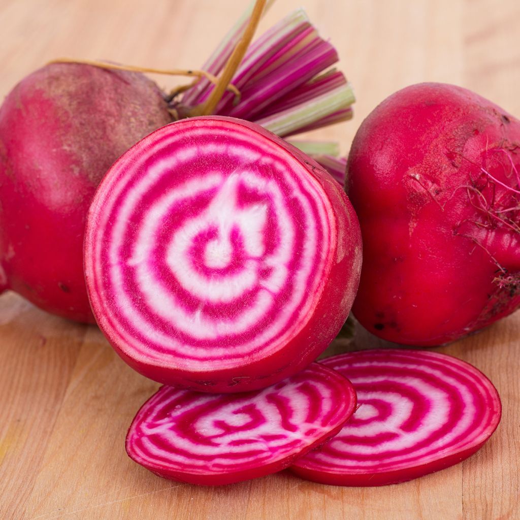 Chioggia Beetroot - Beta vulgaris