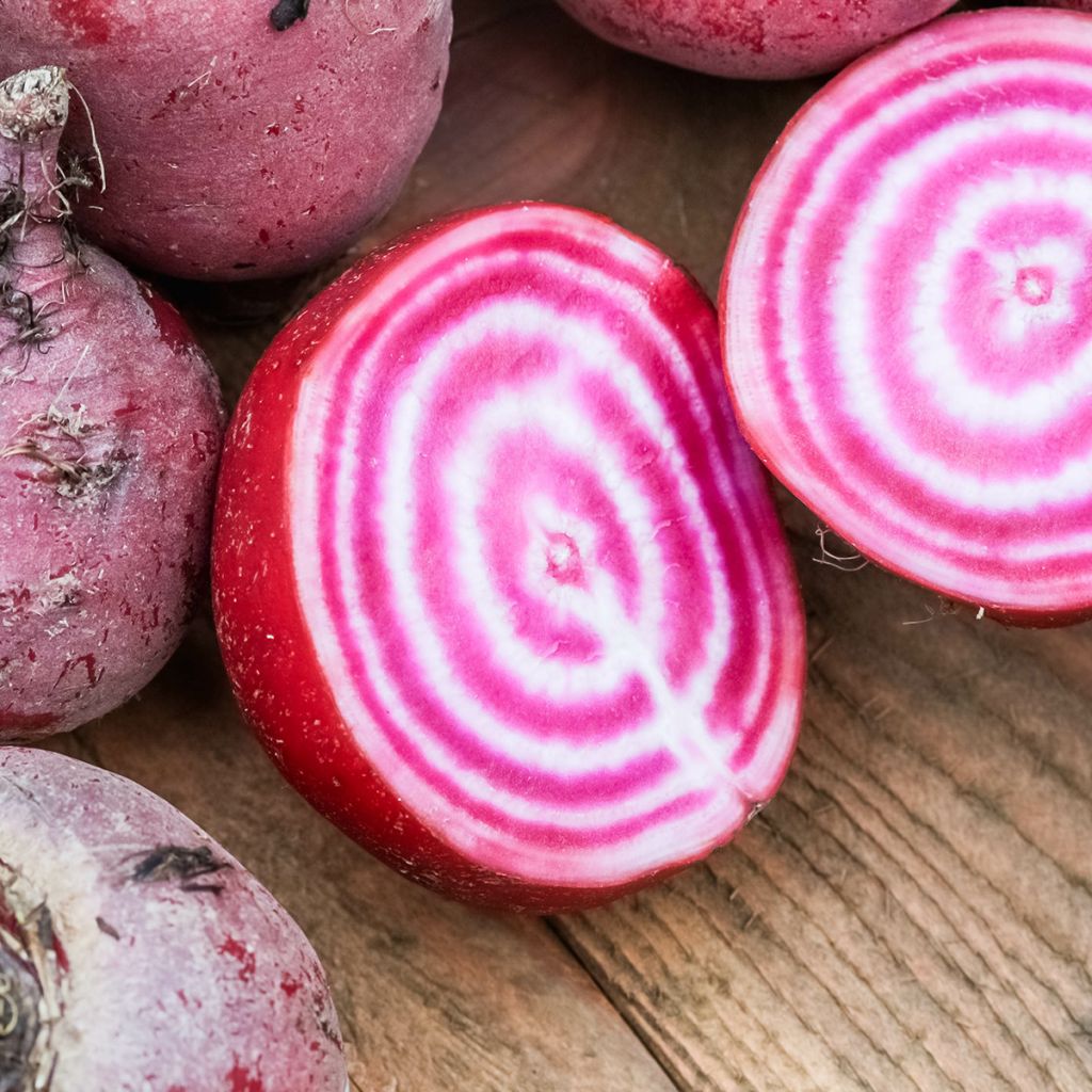 Chioggia Beetroot - Beta vulgaris