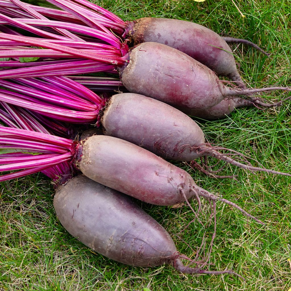 Cylindra Red Beetroot