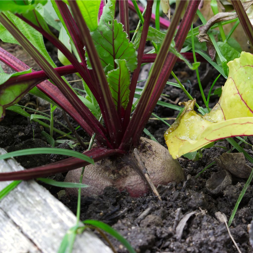 Beta vulgaris 'Kahira' - Egyptian Beetroot