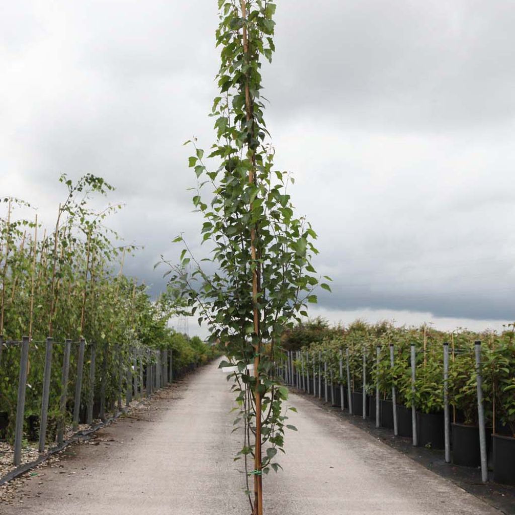 Betula pendula Fastigiata - Bouleau pleureur