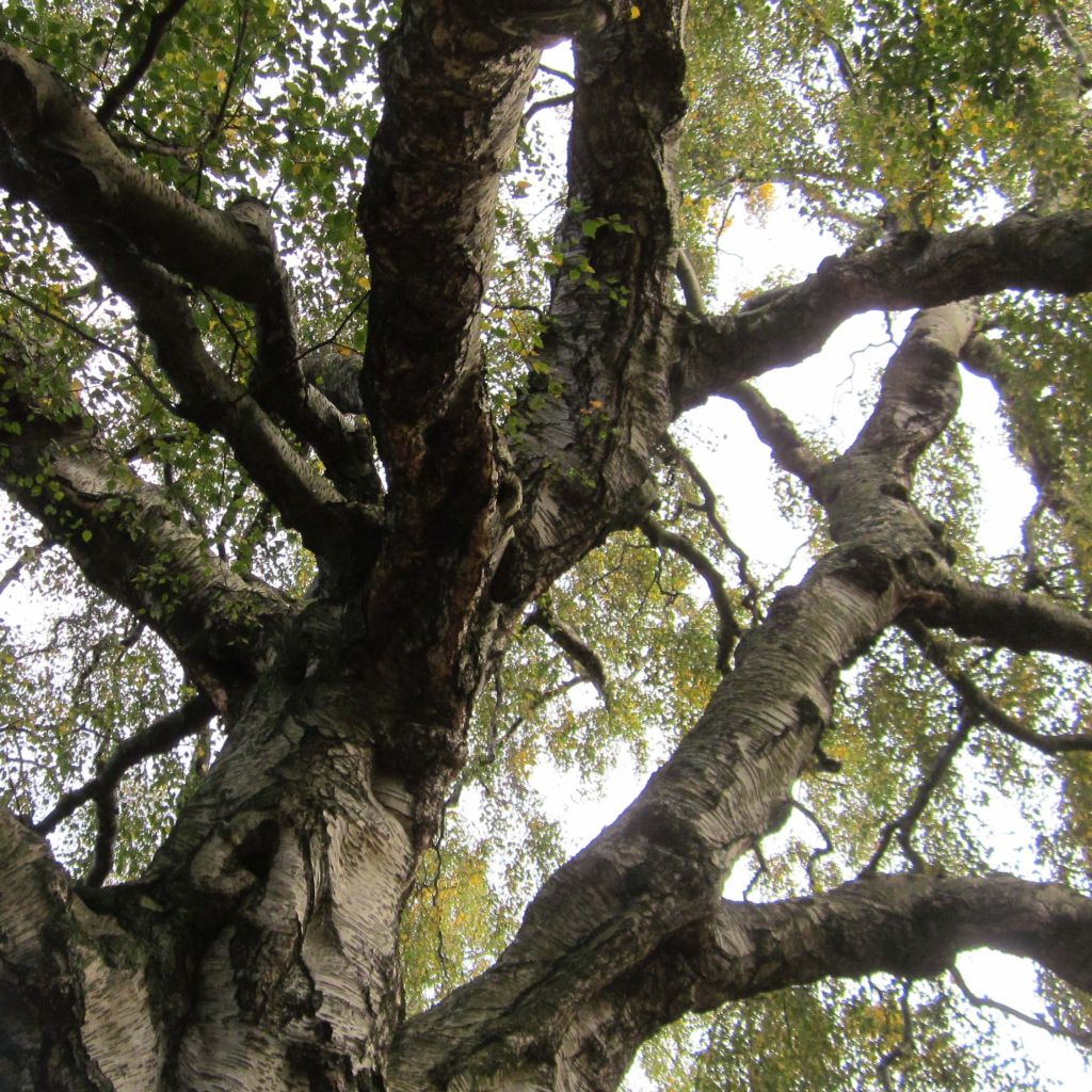 Betula pendula Tristis - Bouleau pleureur