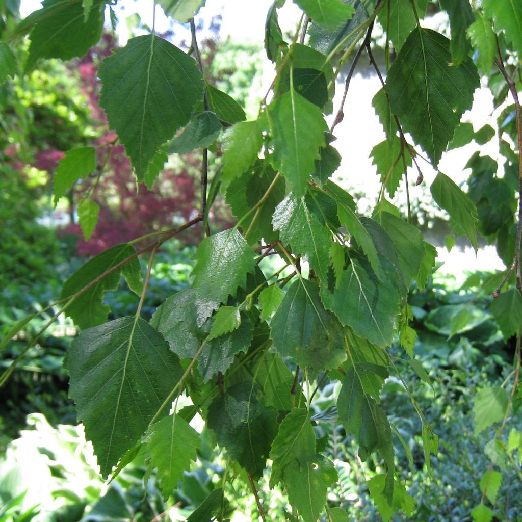 Betula pendula Youngii - Bouleau pleureur