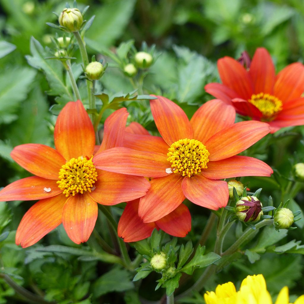 Bidens Campfire Fireburst - Bidens orange