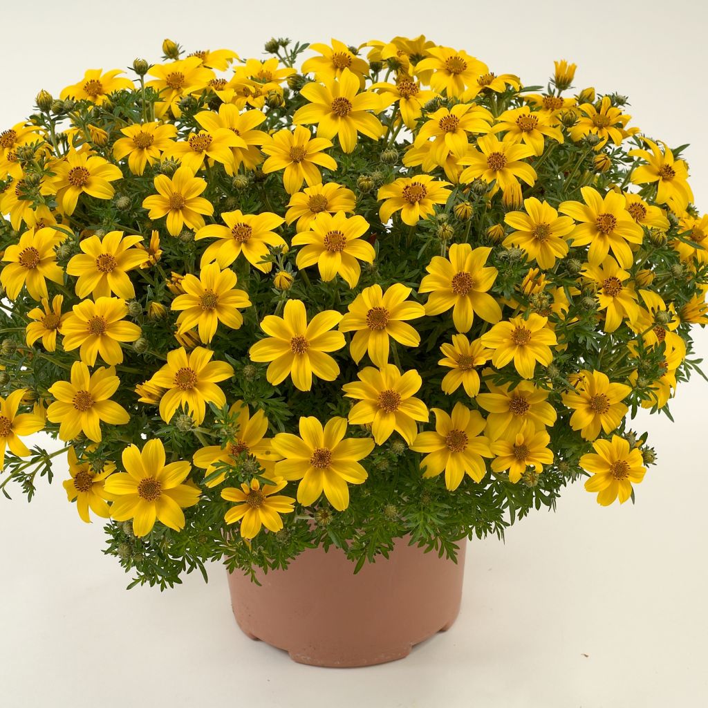 Bidens Yellow Charm - Bidens jaune doré