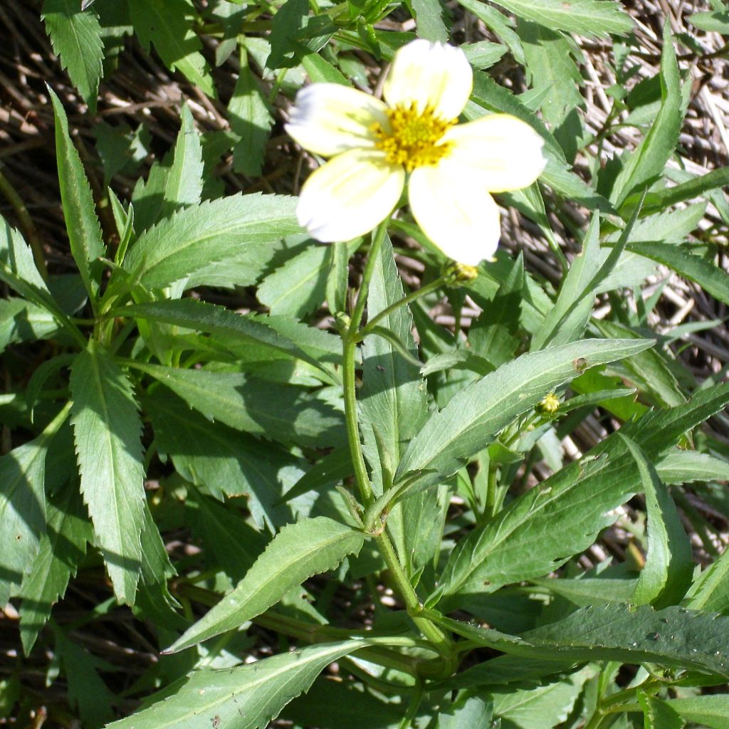 Bidens aurea