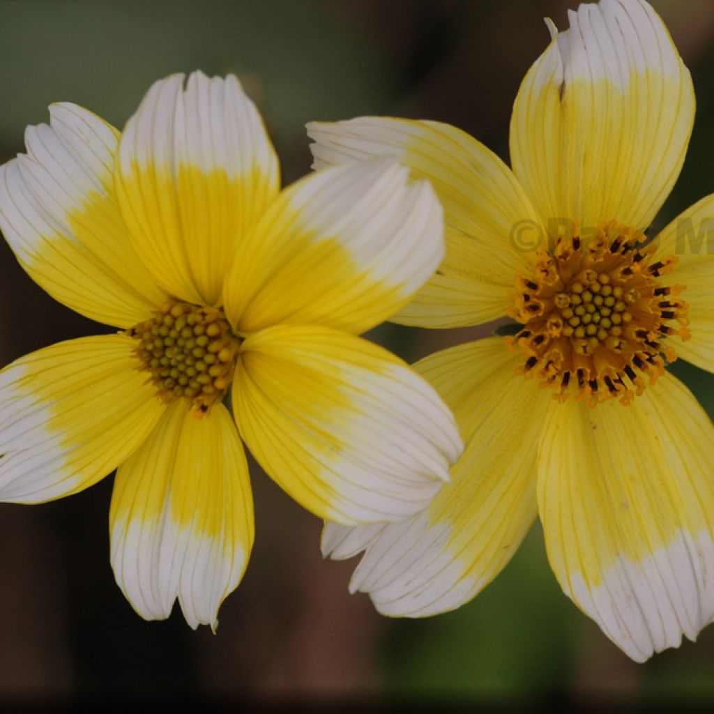 Bidens heterophylla Hannays Lemon Drop