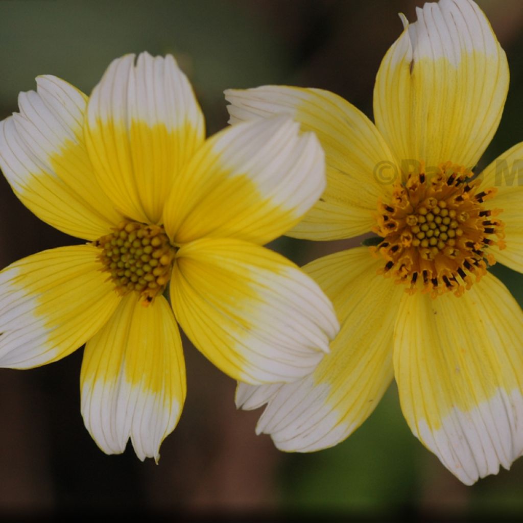 Bidens aurea Halney s Lemon Drop