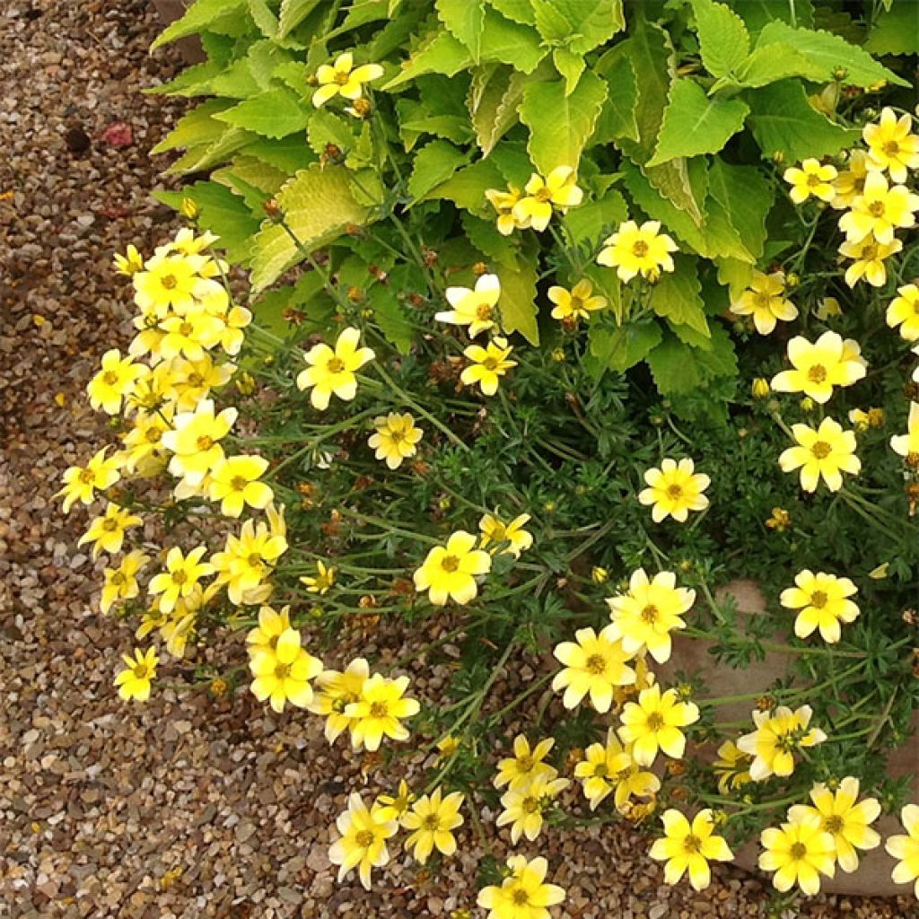 Bidens Lemon Moon