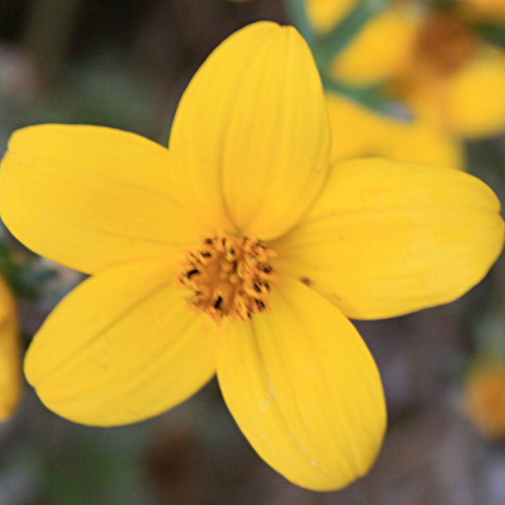 Bidens ferulifolia