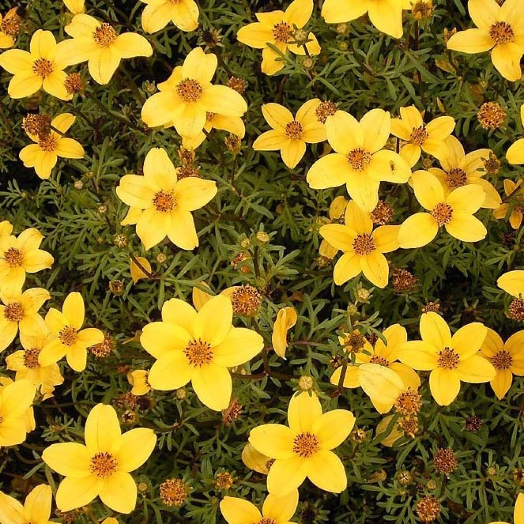 Bidens Ferulifolia Compact