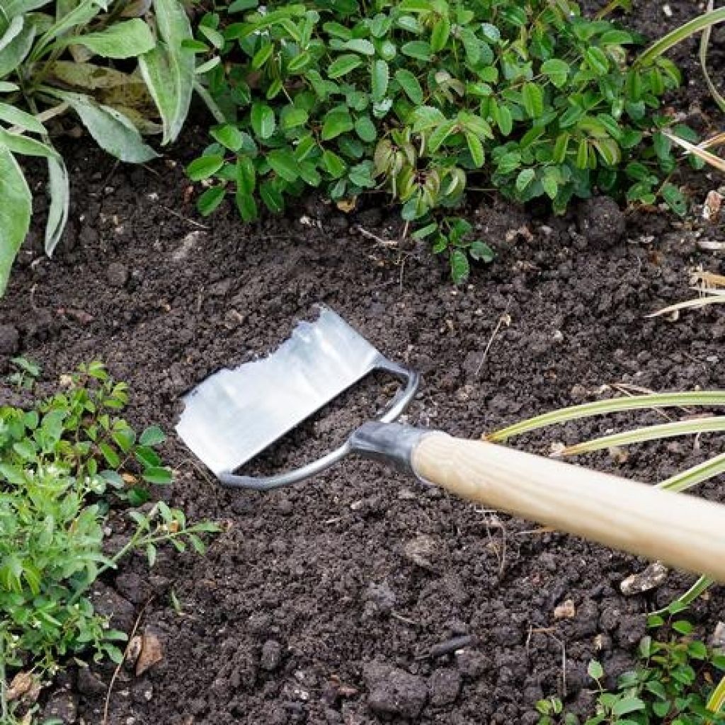 Burgon & Ball Dutch Hoe - RHS Range