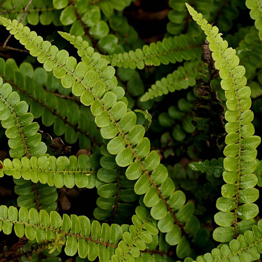 Blechnum penna-marina - Fougère