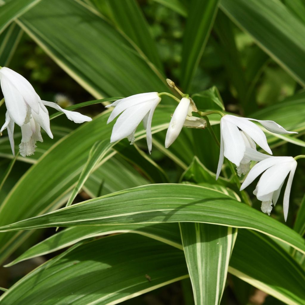 Bletilla striata alba - Chinese Ground Orchid