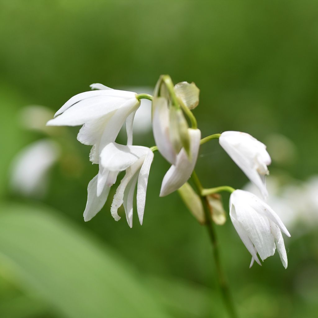 Bletilla striata alba - Chinese Ground Orchid