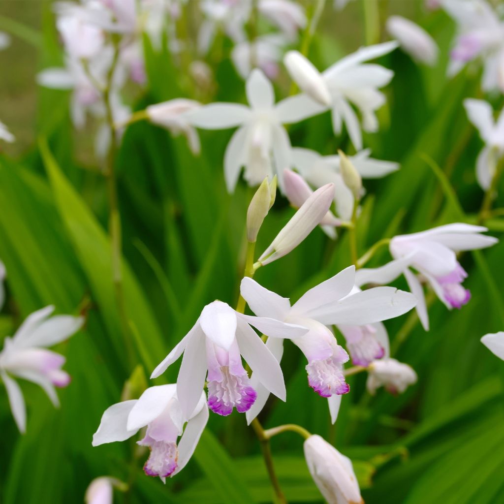 Bletilla striata Kuchi-beni - Hyacinth orchid