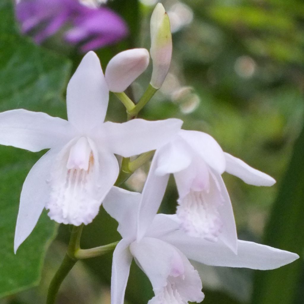 Bletilla striata f. gebina