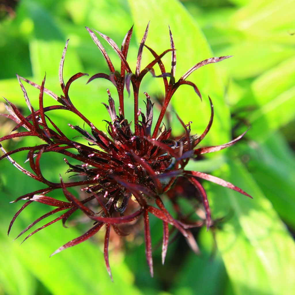 Centaurea montana Black Sprite